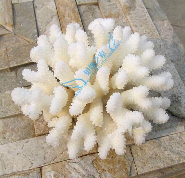 白珊瑚礁12-14cm大海螺贝壳居家摆件鱼缸水族箱造景婚庆地台