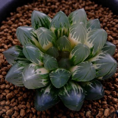 潘氏冰灯玉露 大窗宫灯玉露 蝉翼玉露 圆头玉露盆栽 多肉植物包邮