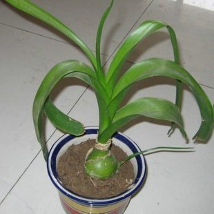 虎眼万年青 又叫水晶球 玻璃球 盆栽 虎眼万年青盆栽 可食用药用