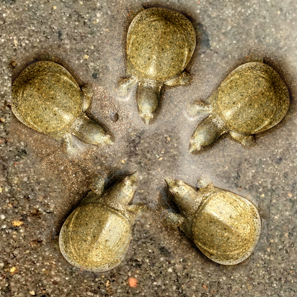 北方小甲鱼苗中华鳖5至7克自家繁殖成活率高30只起拍100只包邮