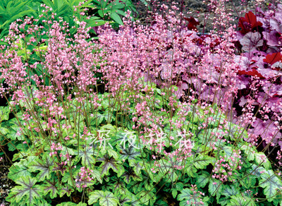 矾根 花毯 带盆中苗