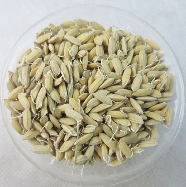 中药材批发 生稻芽 稻芽 大谷芽 500克