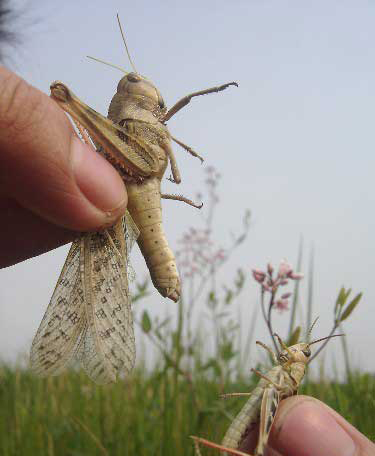 新鲜蚂蚱野生母蚂蚱带籽高营养高蛋白油炸活体蝗虫500g3斤包顺丰