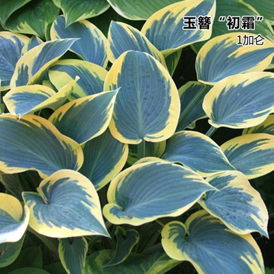 花园植物宿根植物玉簪玉簪"初霜"1加仑盆栽庭院植物