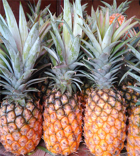 8斤 云南德宏新鲜菠萝 瑞丽缅甸老品种无眼菠萝热带芳香水果凤梨