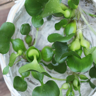 水培水生水养 植物 水葫芦 苗 又叫水浮莲 凤眼莲 水葫芦 包邮