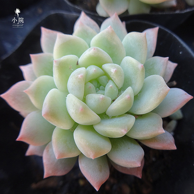包邮 粉蔓莲 多肉 植物 韩国 批发
