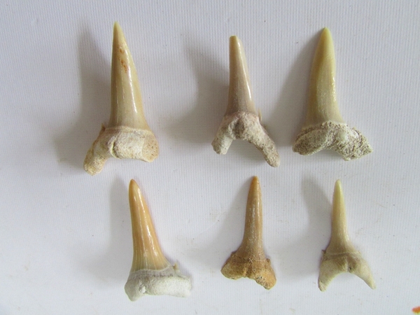 鱼牙齿化石 保真化石 标本 进口鱼牙齿化石