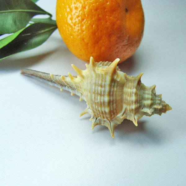 女巫骨螺 天然海螺贝壳diy材料家居鱼缸地台收藏装饰5颗