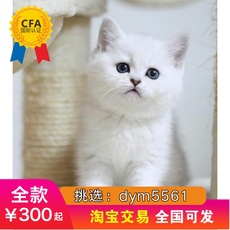 Другие 出售家养可爱粘人其它宠物品种齐全113