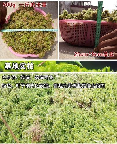 活水苔价格 活水苔图片 星期三