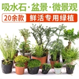 [吸水石盆景植物上水石假山室内花草绿植家居装饰摆件微景观小盆栽]