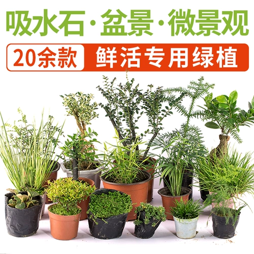 [吸水石盆景植物上水石假山室内花草绿植家居装饰摆件微景观小盆栽]
