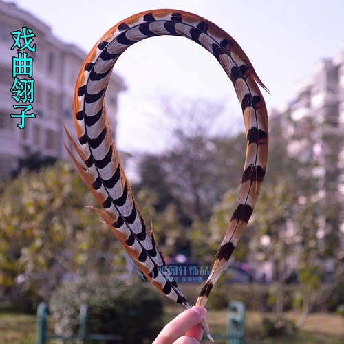 Qiao Hua Dan Wild Chicken Mao Duzi Natural Feath