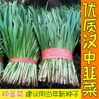 Hanzhong Seeds Seeds Snow Leek King Baigen Balcony Four Seasons Осенние фермеры не бездействую