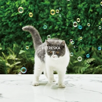 Marukumaru Vetreska Magic Cat Mint Bubble Plant Plant Plant Brotein Toys Pet Interactive Interactive Interactive Interactive Interactive Interactive Interactive