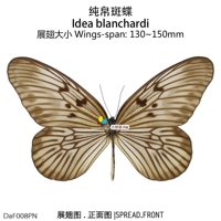 Бабочка из чистого шелка Idea blanchardi L-образная 130~150мм Индонезия