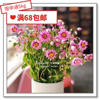 Цветочный край, американские импортированные виды цветов*Lu Dan Bird/Scaled Chrysanthemum 10 зерен из 10 штук нельзя благодарить за срезанные цветы круглый год