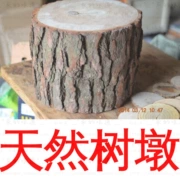 Cây thông gỗ rắn gốc khắc phân gốc cây gốc cây phân gỗ trụ gỗ khối gỗ khắc trang trí cơ sở thông - Các món ăn khao khát gốc