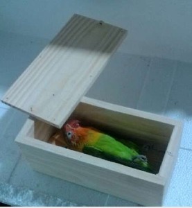 Parrot quan tài chim và nguồn cung cấp Chim đồ dùng chim nhỏ quan tài nhỏ pet quan tài