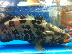 Свежий морской окунь, синий морской окунь, морепродукты из голубого окуня, свежая рыба по 650-750г, флэш-доставка