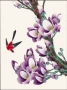 Tô Châu thêu DIY kit mới bắt đầu Cardinals Magnolia tỉ mỉ vẽ trái tim 40 * 30 thêu tay chủ hiệu hoàn chỉnh hướng dẫn - Bộ dụng cụ thêu tranh thêu tay xq