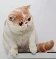 Jiji Famous Cat CFA зарегистрированное кошачий дом Purebred Garfield Cat Cat Cat
