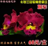 Товары от 广州花无缺有限公司