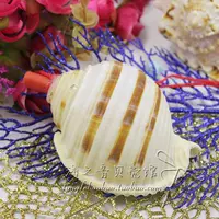 Бесплатная доставка от 35 юаней!Природная раковина, раковина, Qinluo Qinluo Shell Sherk Seaside Stallout Source