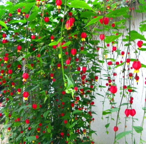 藤本爬藤植物盆栽灯笼花苗蔓性风铃花四季开花花卉观花植物室内花 淘宝网 藤本爬藤植物盆栽灯笼花苗蔓性风铃花四季开花花卉观花植物室内花 淘宝网