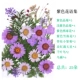Коллекция фиолетовых цветов (около 25 цветов)