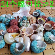 Морская раковина Природный раковины коралловый ремесла