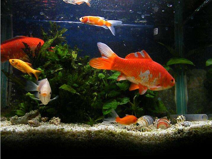 家里的金鱼养几天就死了只需学会这几招