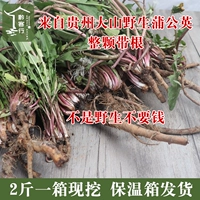 Свежий дикий одуванчик, 2 фунта бесплатных фермеров, вырытых и есть овощи, полный чай, растение huanghua ding ding ding ding ding