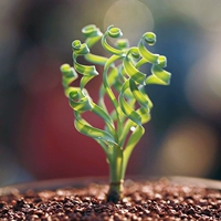 Spring Grass Big Ball Root 2 см+(рекомендуется)