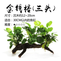 Money Rongsan Head (Shenmu 12 ~ 20 см)