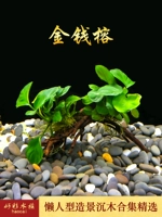 Двойная голова денег Banyan (Shenmu 10 ~ 15 см)