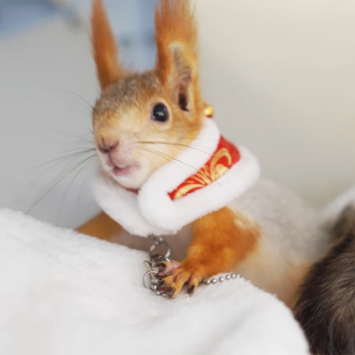 Squirrel Маленькая одежда с радостью продает фотографии шеи Mengwei, все они подходят для теплых и красивых маленьких костюмов для домашних животных