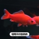 8-10 см. Кровавая попугая в холодной воде (короткий хвост) 1