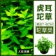 (Cao Cao) Tiger Ear Cao Cao 7-8 см.
