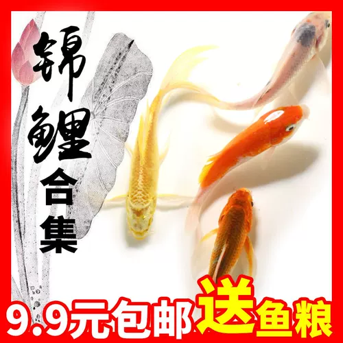 Koi Fish Living Наблюдение за рыбой пресноводная вода рыба золотая рыба красная и белая чистая порода кои рыба золотая рыба фэн -шуи Бесплатная судоходство