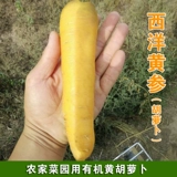 Вестерн -желтый женьшень органический морковный семена Желтая морковь, семена желтых овощей, семена, холодная устойчивость, горячая и вкусная