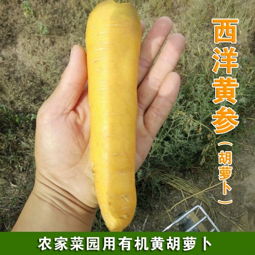 Вестерн -желтый женьшень органический морковный семена Желтая морковь, семена желтых овощей, семена, холодная устойчивость, горячая и вкусная