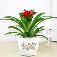 Удача (бассейн крыльца)