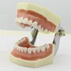 Dental dedicated standard oral cavity (full mouth can be dismantled)