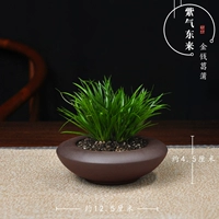 (Фиолетовая грязь) Ziqi East