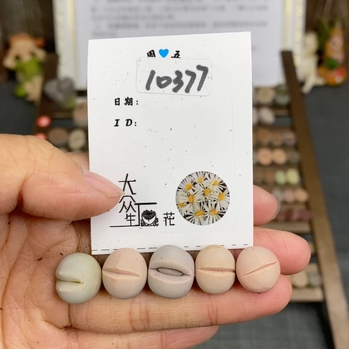 Шенши цветок маленький милый 10377