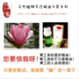 Huanggongjia mộc lan trắng Xinyihua tinh dầu độc thân một bên 10ml nạo vét hương liệu quốc gia để cải thiện khó chịu mũi tinh dầu tràm gió