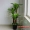 Cây mô phỏng cây giả cây xanh Brazil gỗ sắt phòng khách sàn chậu trang trí khách sạn hoa trong nhà bảo vệ môi trường xanh - Hoa nhân tạo / Cây / Trái cây cây hoa hồng giả