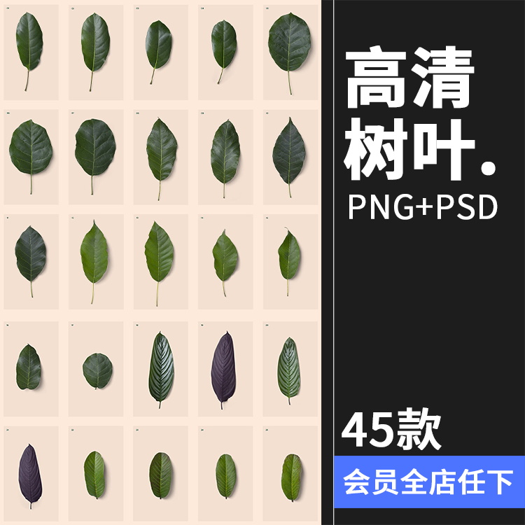 45款高清树叶树枝叶脉纹理装饰单片叶子PNG元素PSD模板